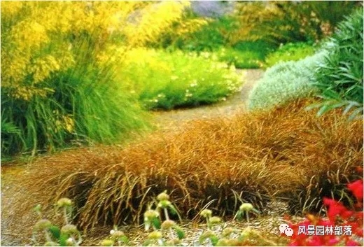 巧妙識別23種景觀設(shè)計(jì)常用觀賞草
