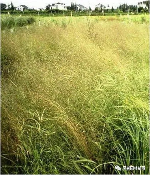 巧妙識別23種景觀設(shè)計(jì)常用觀賞草