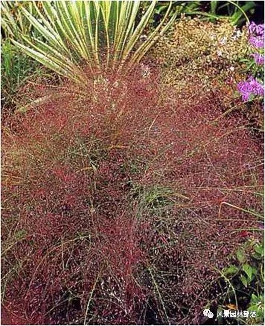 巧妙識別23種景觀設(shè)計(jì)常用觀賞草