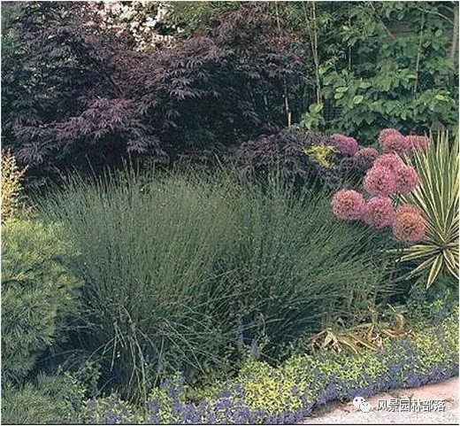巧妙識別23種景觀設(shè)計(jì)常用觀賞草