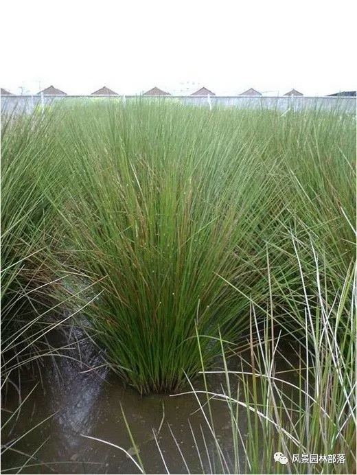 巧妙識別23種景觀設(shè)計(jì)常用觀賞草