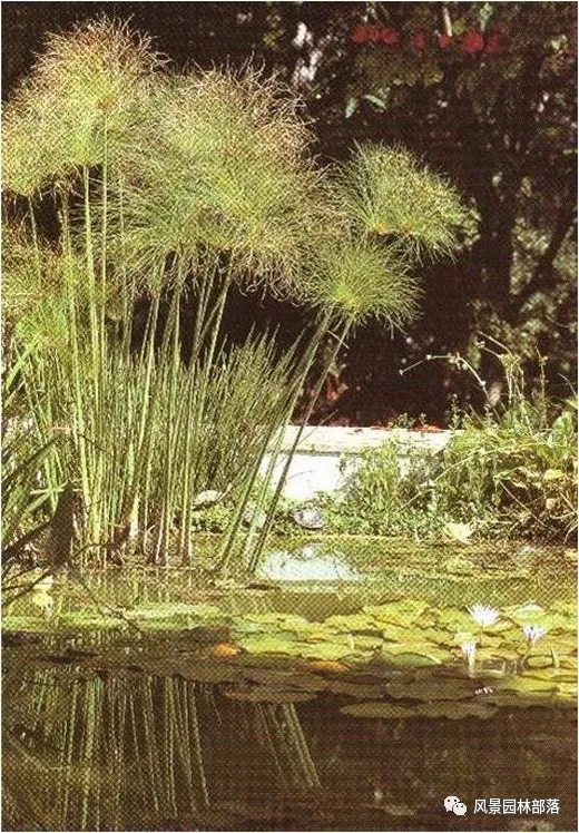 巧妙識別23種景觀設(shè)計(jì)常用觀賞草