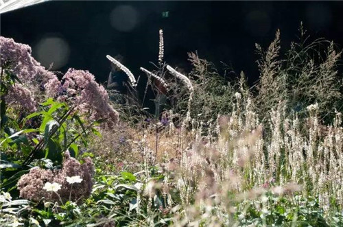 這位設計師花了32年,沉淀出了一片荒野景觀