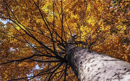 米倉山國家森林公園