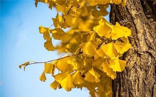 世界5大行道樹,你要知曉