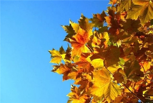 世界5大行道樹,你要知曉