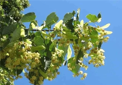 世界5大行道樹,你要知曉