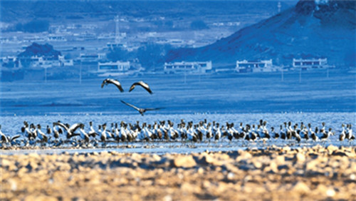 西藏生態文明建設:綠水青山入畫