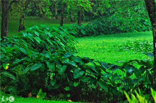 雨后華南植物園珍貴的老照片