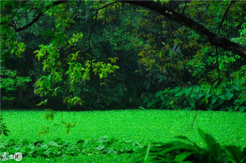 雨后華南植物園珍貴的老照片