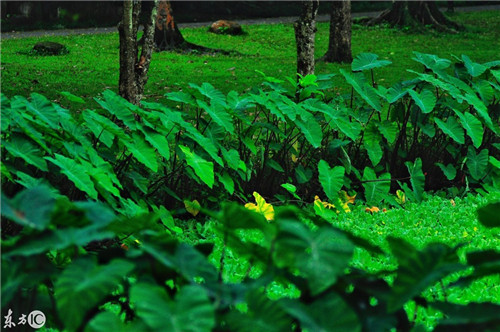 雨后華南植物園珍貴的老照片