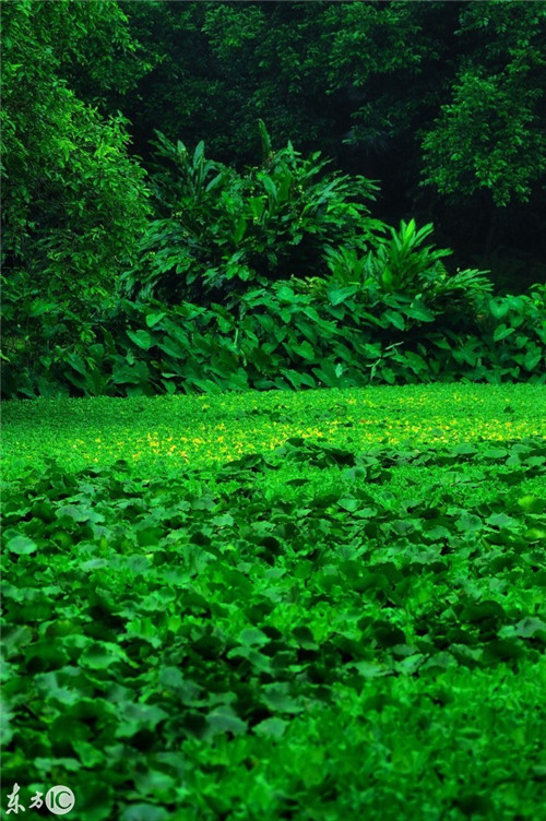 雨后華南植物園珍貴的老照片