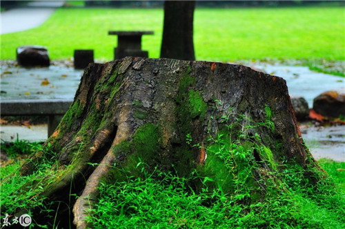 雨后華南植物園珍貴的老照片