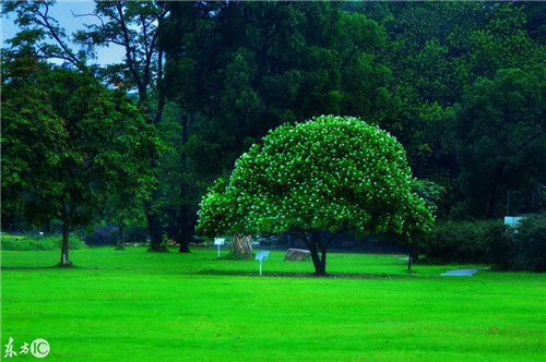 雨后華南植物園珍貴的老照片