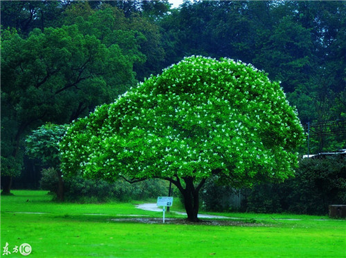 雨后華南植物園珍貴的老照片