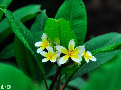 雨后華南植物園珍貴的老照片