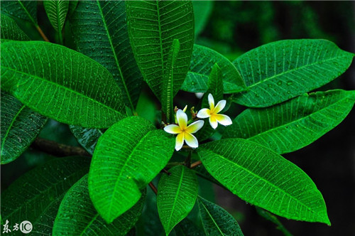 雨后華南植物園珍貴的老照片