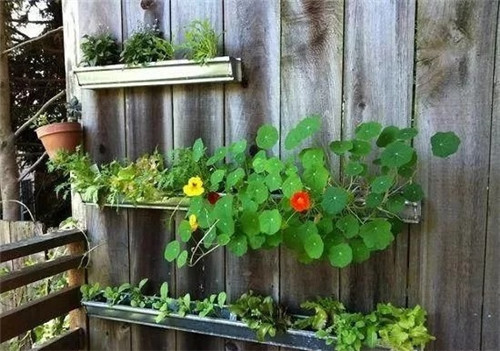 用雨水槽養(yǎng)成垂直的花園、菜園