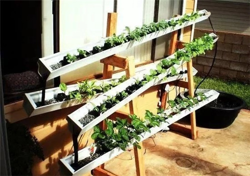 用雨水槽養(yǎng)成垂直的花園、菜園