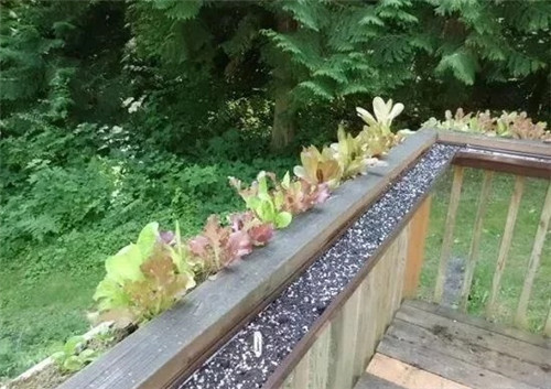 用雨水槽養(yǎng)成垂直的花園、菜園