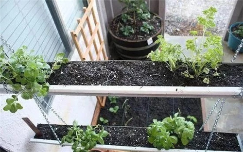 用雨水槽養(yǎng)成垂直的花園、菜園