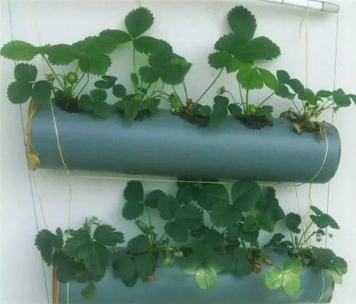 用雨水槽養(yǎng)成垂直的花園、菜園