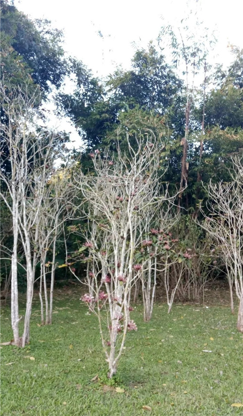 煙火樹，大青屬植物在古籍中的描述