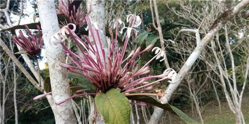 煙火樹，大青屬植物在古籍中的描述