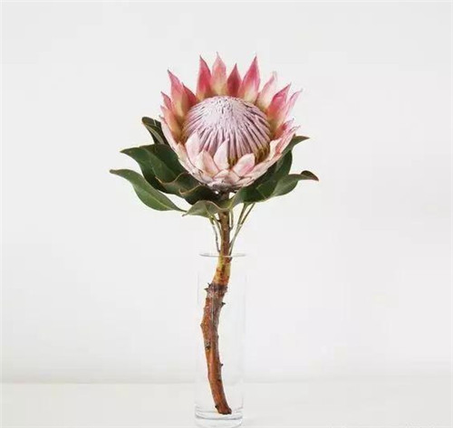 花藝中最受歡迎的10種花材,你都知道嗎?