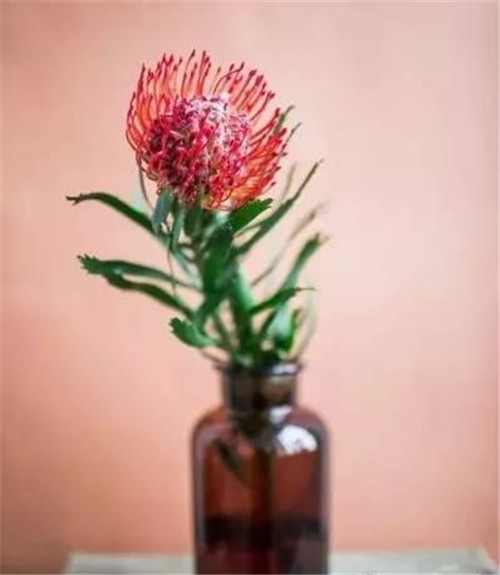 花藝中最受歡迎的10種花材,你都知道嗎?