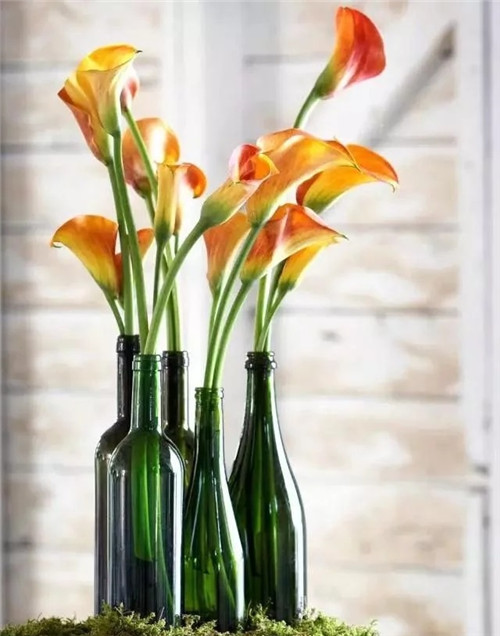 切花不用買 彩色馬蹄蓮又美又好養