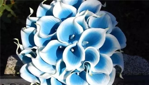 切花不用買 彩色馬蹄蓮又美又好養