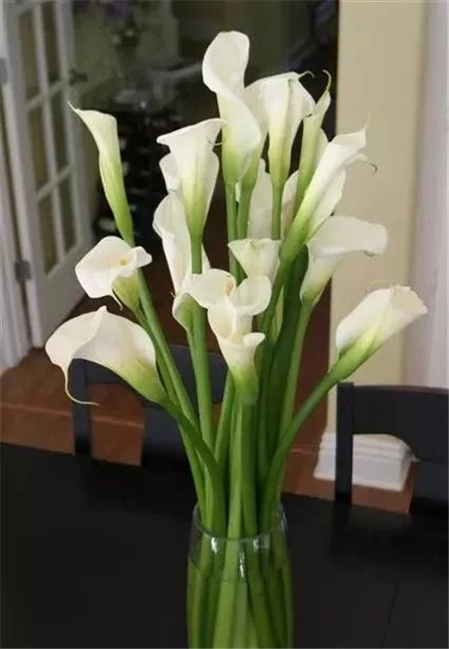 切花不用買 彩色馬蹄蓮又美又好養