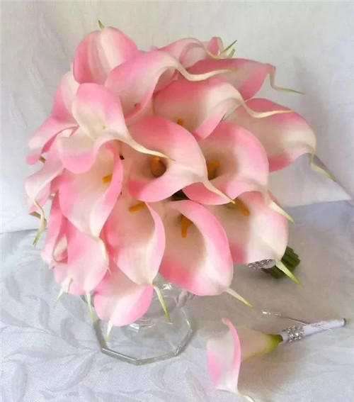 切花不用買 彩色馬蹄蓮又美又好養