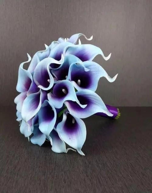 切花不用買 彩色馬蹄蓮又美又好養