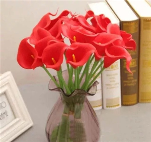 切花不用買 彩色馬蹄蓮又美又好養