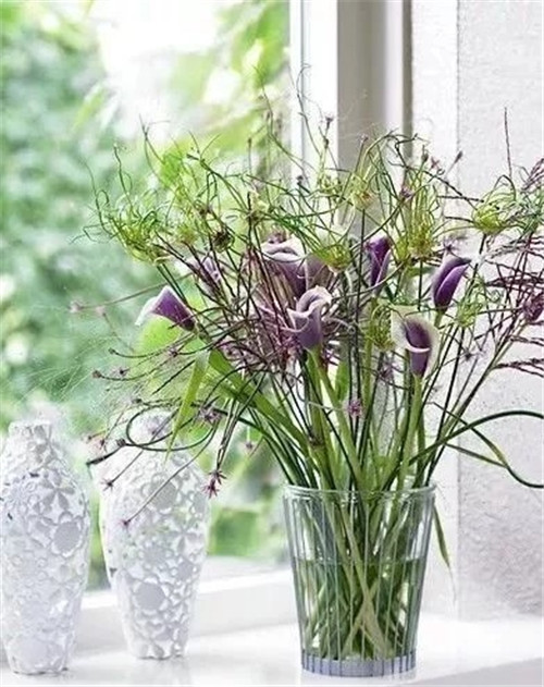 切花不用買 彩色馬蹄蓮又美又好養