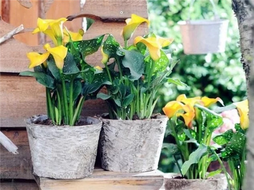 切花不用買 彩色馬蹄蓮又美又好養