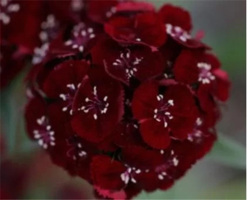 切花康乃馨新特類型品種的育成