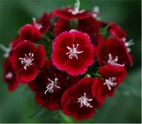 切花康乃馨新特類型品種的育成