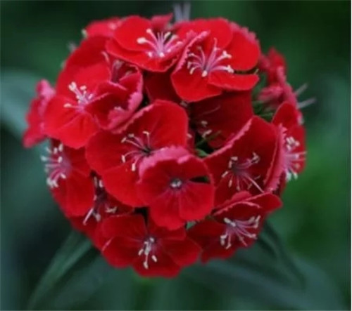 切花康乃馨新特類型品種的育成