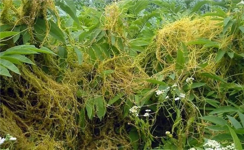 9種擁有動物行為的植物