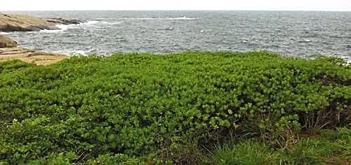 華南植物園發現我國被子植物新記錄物種