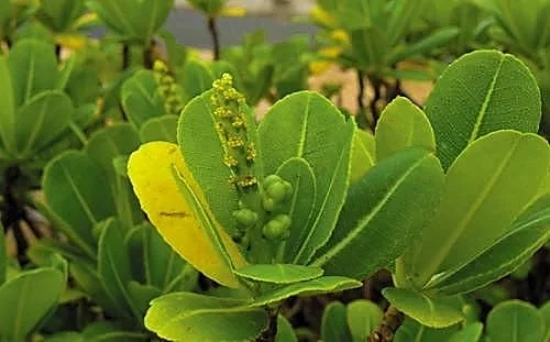 華南植物園發現我國被子植物新記錄物種