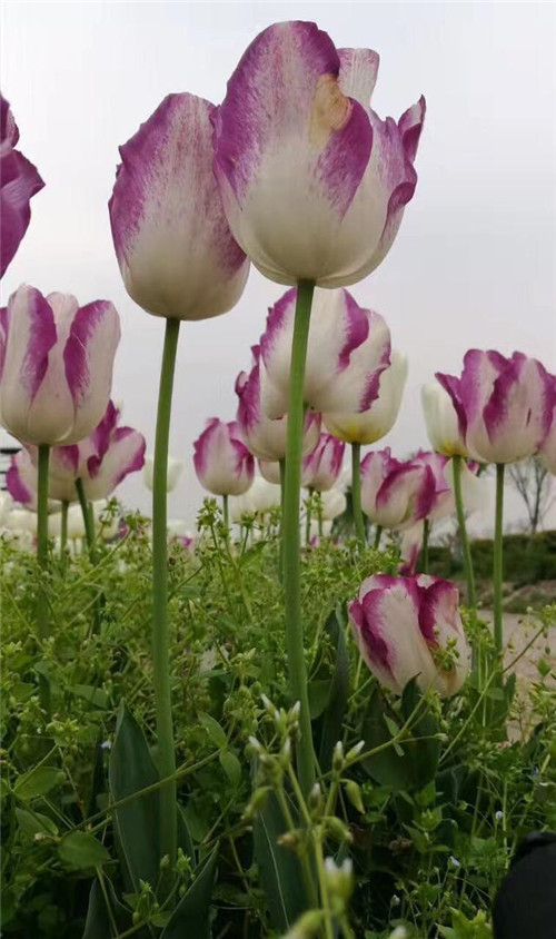 武漢東西湖郁金香主題公園郁金香花展開幕