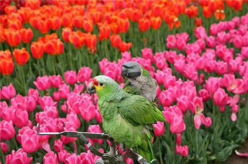 武漢東西湖郁金香主題公園郁金香花展開幕