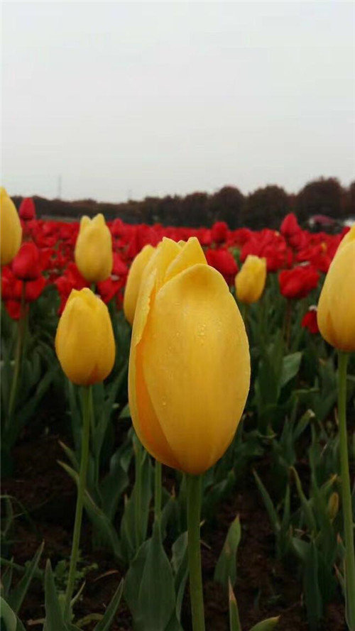 武漢東西湖郁金香主題公園郁金香花展開幕