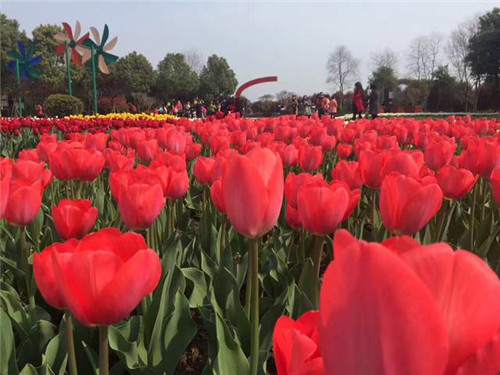 武漢東西湖郁金香主題公園郁金香花展開幕