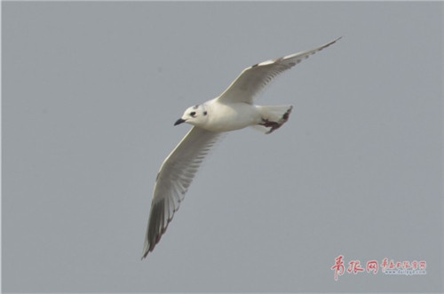 大群全球性瀕危鳥類黑嘴鷗現身膠州灣濕地