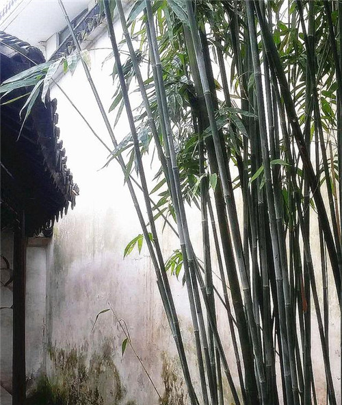 蘇州園林記之環秀山莊——怡園